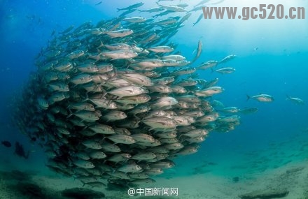 太震撼了！夫妇潜水被鱼群“包围”969 / 作者:奇葩处处有 / 帖子ID:105846