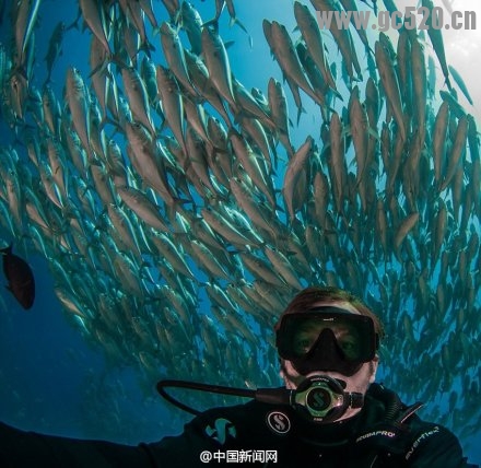太震撼了！夫妇潜水被鱼群“包围”527 / 作者:奇葩处处有 / 帖子ID:105846