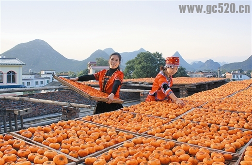 晴天晾晒柿子恭城柿子飘香749 / 作者:欧耶 / 帖子ID:105866