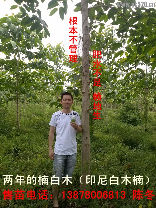 楠白木（印尼白木楠）：绿色发财大树，造经济林的首选！467 / 作者:baimunan / 帖子ID:105958