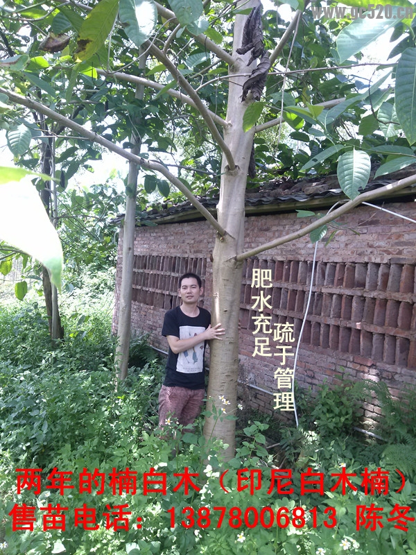 楠白木（印尼白木楠）：绿色发财大树，造经济林的首选！464 / 作者:baimunan / 帖子ID:105958