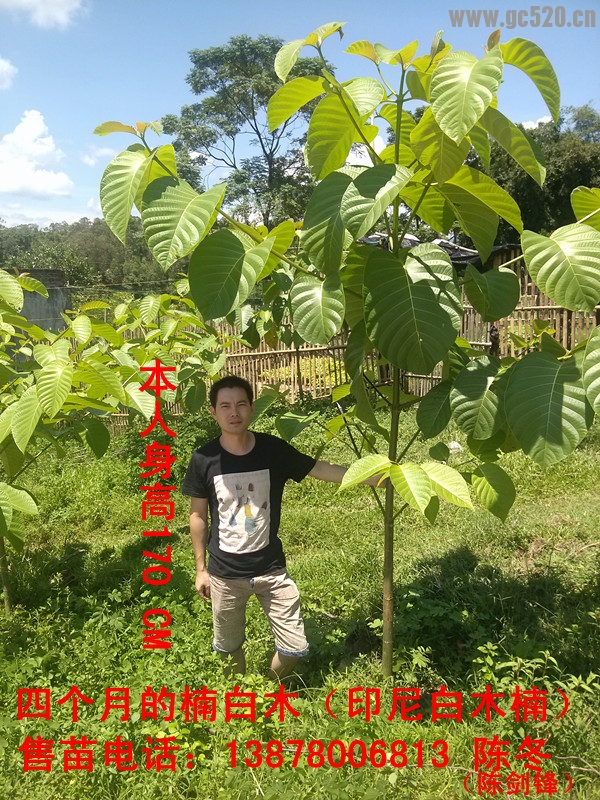 楠白木（印尼白木楠）：绿色发财大树，造经济林的首选！381 / 作者:baimunan / 帖子ID:105958