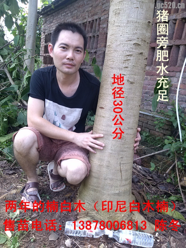 楠白木（印尼白木楠）：绿色发财大树，造经济林的首选！236 / 作者:baimunan / 帖子ID:105958