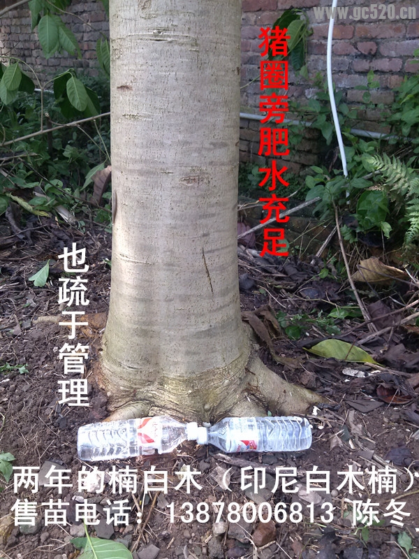 楠白木（印尼白木楠）：绿色发财大树，造经济林的首选！802 / 作者:baimunan / 帖子ID:105959