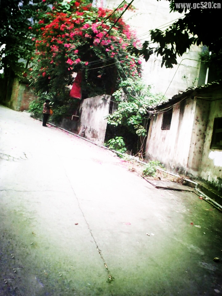 这家人门前的花总是开得那么漂亮69 / 作者:桂花糕 / 帖子ID:105974