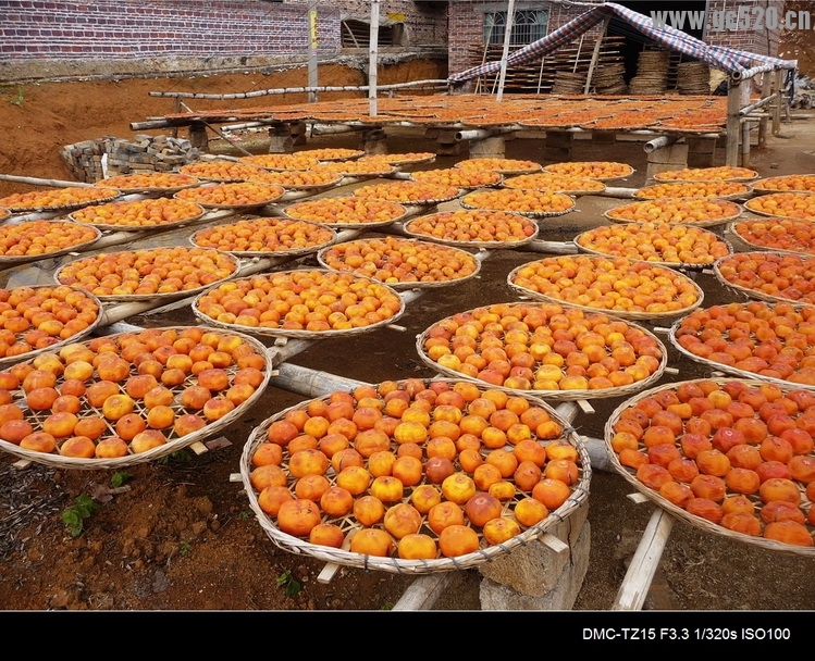 晴天晾晒柿子恭城柿子飘香158 / 作者:平安大叔 / 帖子ID:105866