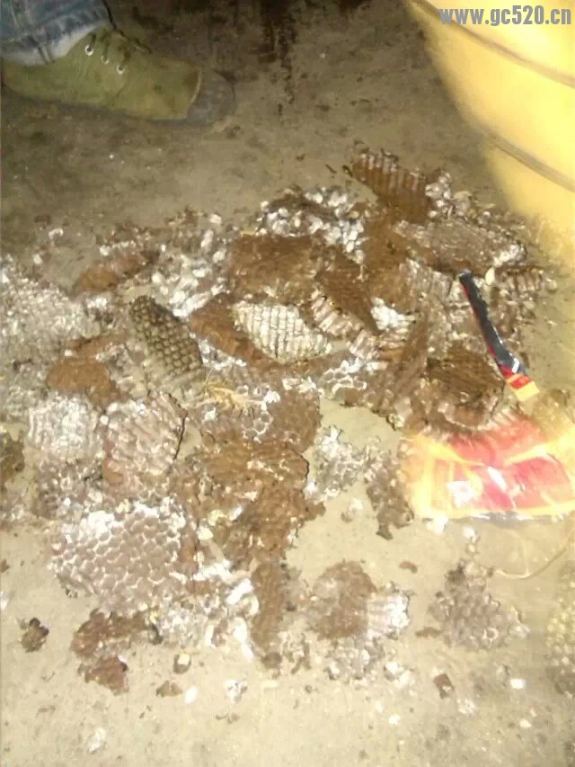 宵夜 就是你了!450 / 作者:罗少爷 / 帖子ID:106027