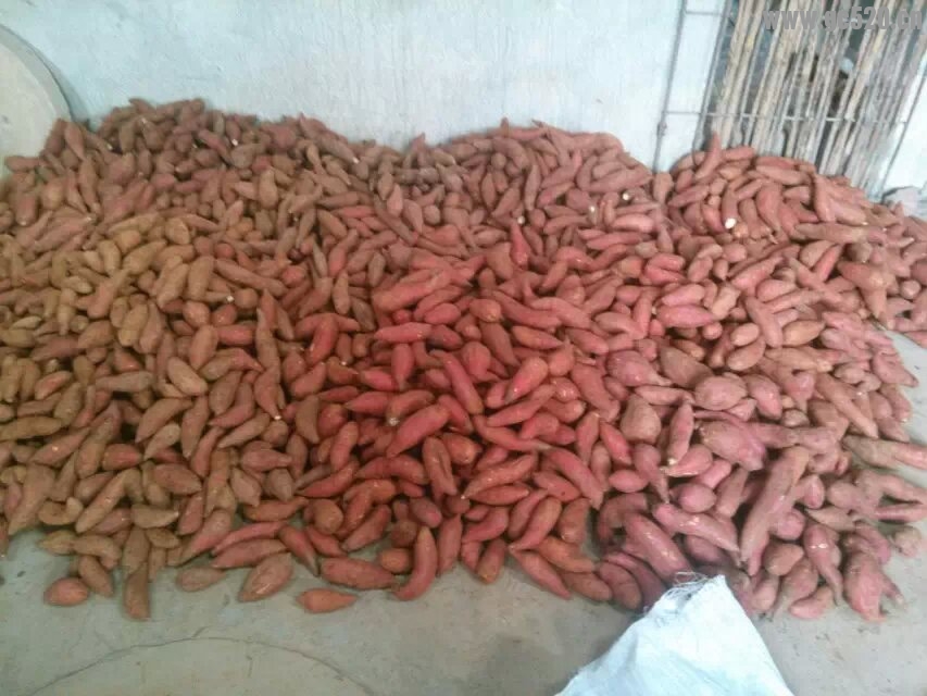 会出糖的红薯。418 / 作者:GCLMGT / 帖子ID:106044