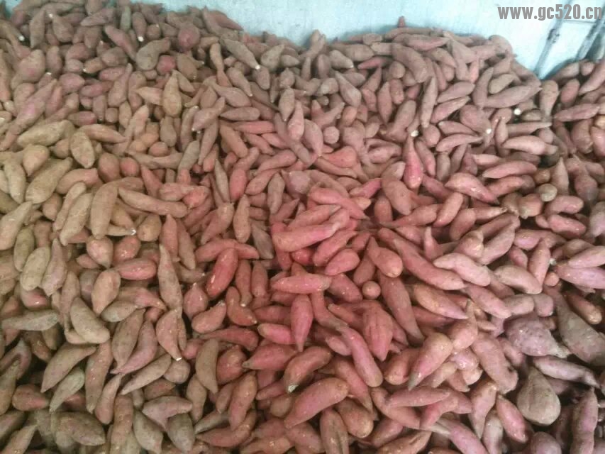 会出糖的红薯。676 / 作者:GCLMGT / 帖子ID:106044