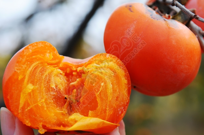 柿子不能乱吃也不能多吃，弄不好的话会搭上人命877 / 作者:水墨茶江 / 帖子ID:106081