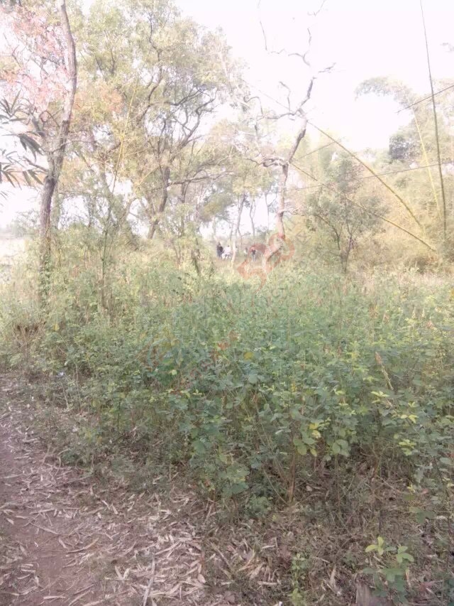 跑来这概拍婚纱照，有想法975 / 作者:红通通 / 帖子ID:106095