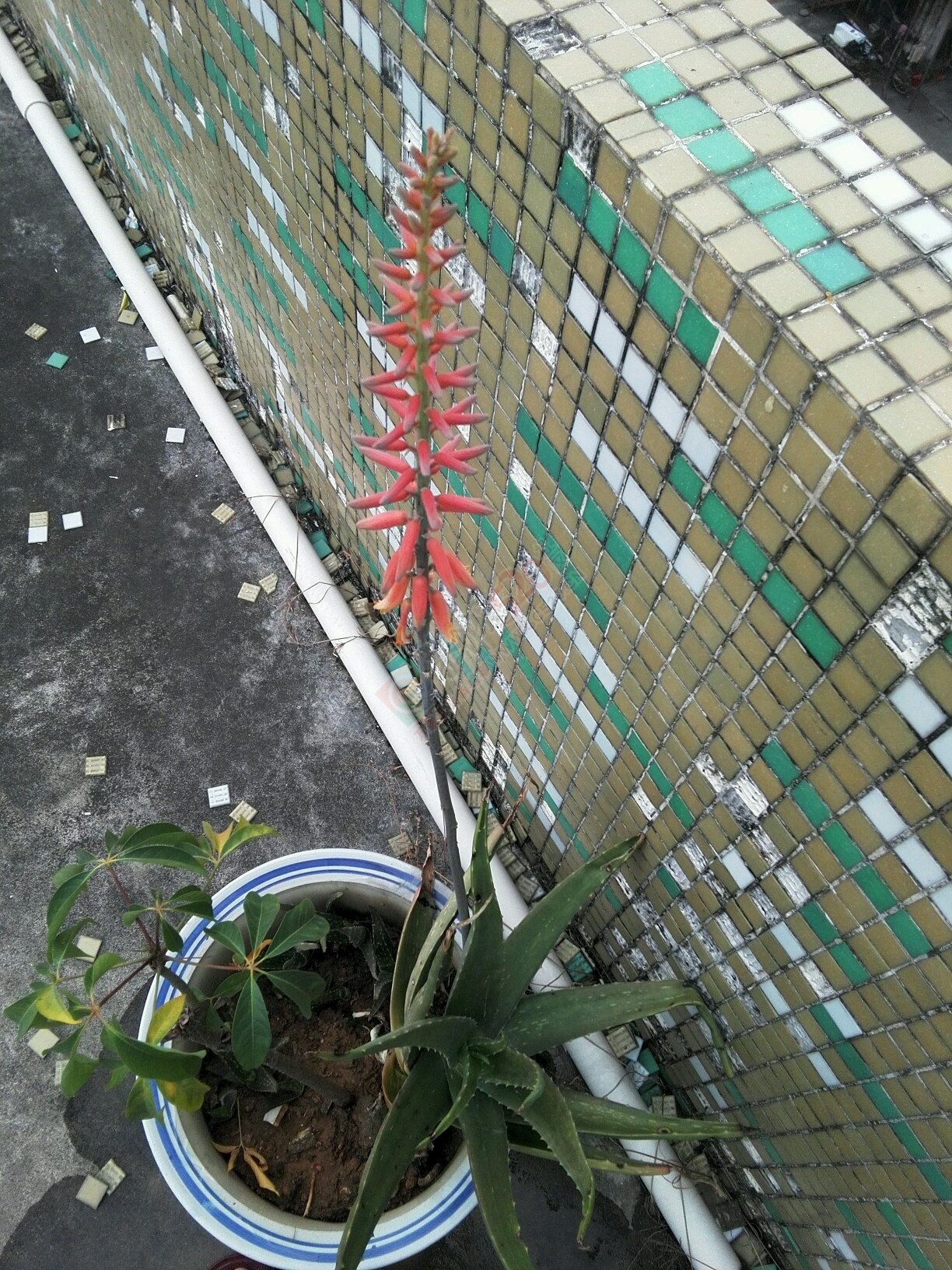 芦荟会开花是真的吗?651 / 作者:哟西 / 帖子ID:106141