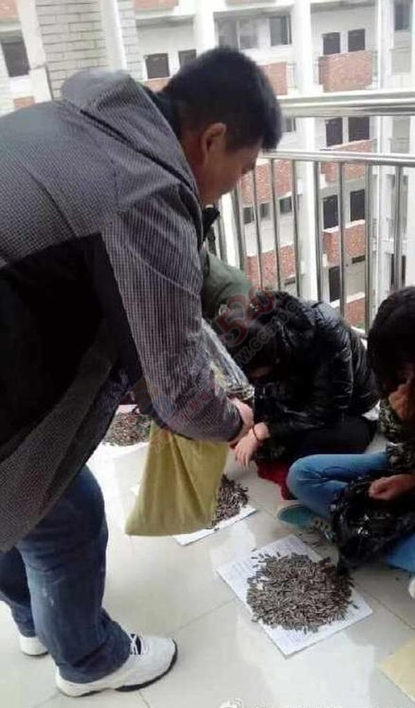 上课嗑瓜子霸气老师买100斤给学生嗑个够!540 / 作者:红通通 / 帖子ID:106183