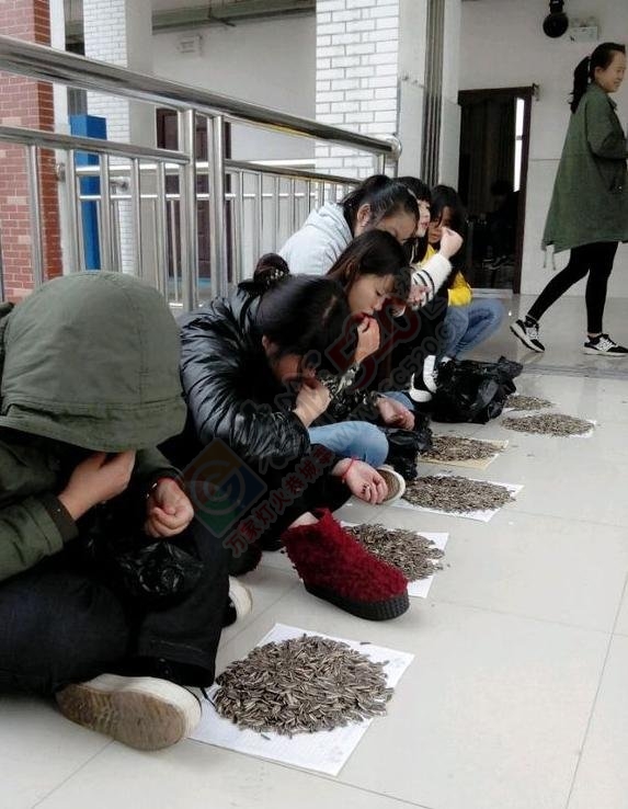 上课嗑瓜子霸气老师买100斤给学生嗑个够!273 / 作者:红通通 / 帖子ID:106183