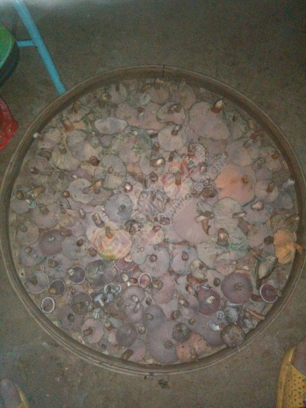 松树菌829 / 作者:GCLMGT / 帖子ID:106188