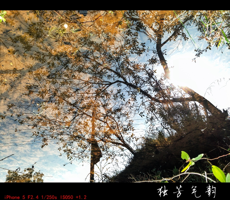 十一月手机随拍367 / 作者:独芳气韵 / 帖子ID:106193