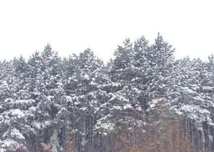 黑龙江抚远县已连降暴雪50多小时！971 / 作者:猫小萌 / 帖子ID:106294