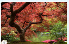 人最佳的礼物是健康…322 / 作者:建筑19551213 / 帖子ID:106305