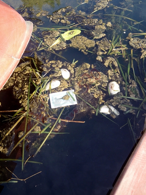 滨江苑码头出现死鱼不知道是什么原因。50 / 作者:爱我别走 / 帖子ID:106409