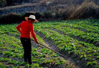 人生路上需要勤奋！…526 / 作者:建筑19551213 / 帖子ID:106457