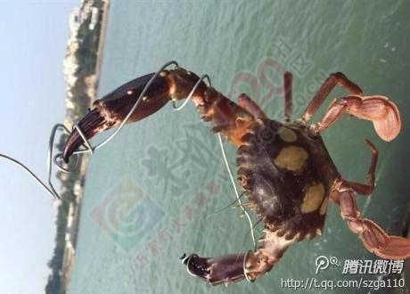 有“钳”就是任性！网友拿iPhone逗螃蟹被夹碎345 / 作者:thkfh / 帖子ID:106469