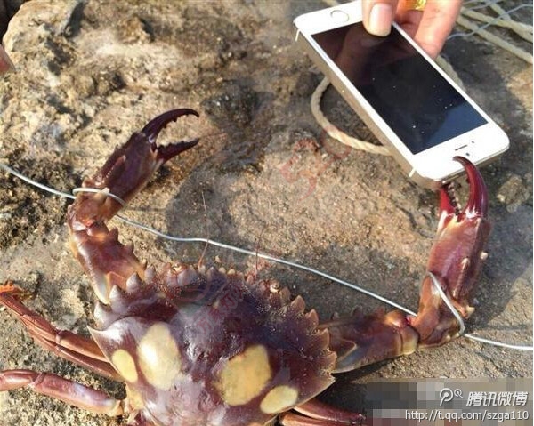 有“钳”就是任性！网友拿iPhone逗螃蟹被夹碎191 / 作者:thkfh / 帖子ID:106469