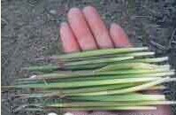 带你回到儿时874 / 作者:美丽的梦花 / 帖子ID:106521