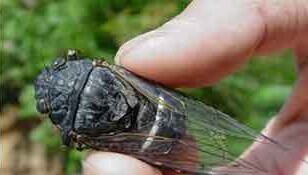 带你回到儿时650 / 作者:美丽的梦花 / 帖子ID:106521