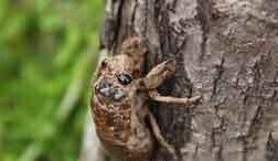 带你回到儿时797 / 作者:美丽的梦花 / 帖子ID:106521