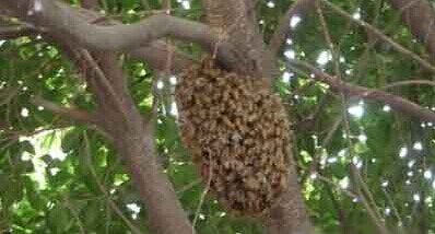 带你回到儿时820 / 作者:美丽的梦花 / 帖子ID:106521