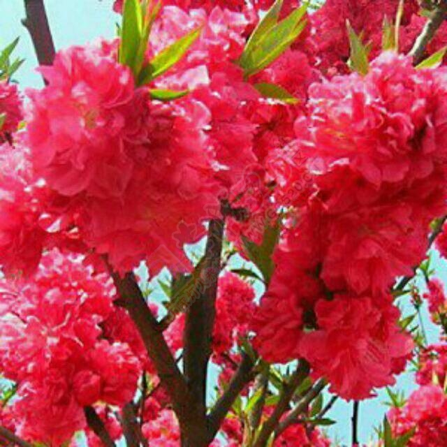 花有了充分的阳光和适量的水，它就会怒放212 / 作者:建筑19551213 / 帖子ID:106624