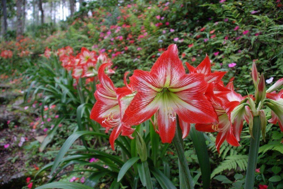 花有了充分的阳光和适量的水，它就会怒放988 / 作者:建筑19551213 / 帖子ID:106624