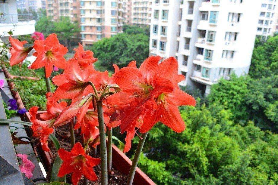 花有了充分的阳光和适量的水，它就会怒放68 / 作者:建筑19551213 / 帖子ID:106624