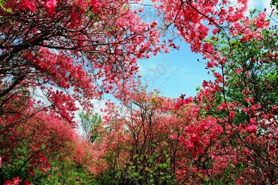 花有了充分的阳光和适量的水，它就会怒放312 / 作者:建筑19551213 / 帖子ID:106624