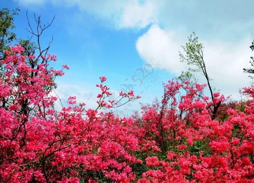 花有了充分的阳光和适量的水，它就会怒放787 / 作者:建筑19551213 / 帖子ID:106624