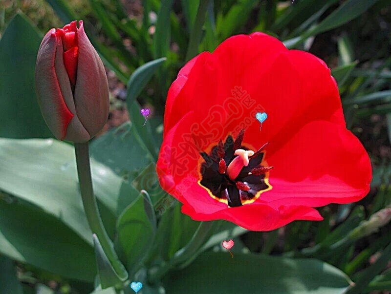 花有了充分的阳光和适量的水，它就会怒放210 / 作者:建筑19551213 / 帖子ID:106624