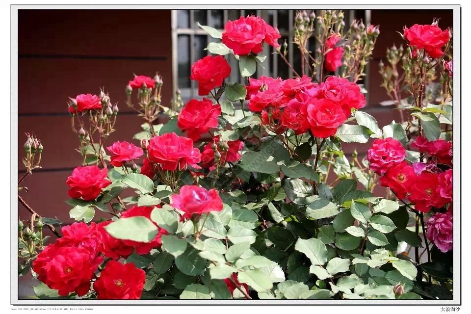 花有了充分的阳光和适量的水，它就会怒放60 / 作者:建筑19551213 / 帖子ID:106624