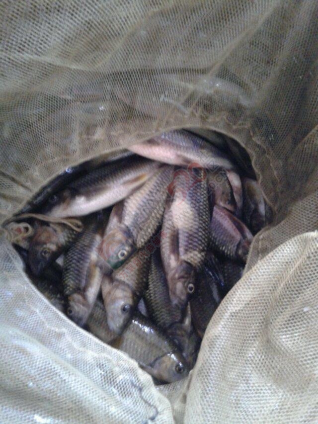 河里鱼 好卖！366 / 作者:罗少爷 / 帖子ID:106643