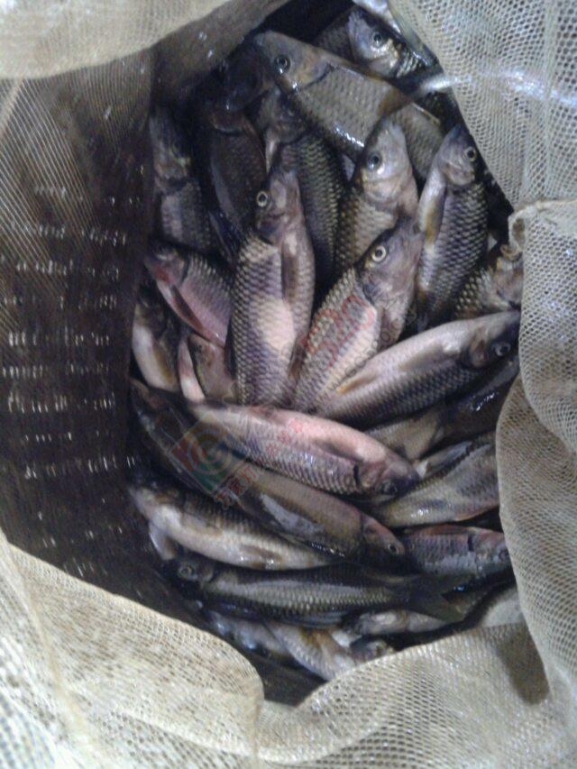 河里鱼 好卖！117 / 作者:罗少爷 / 帖子ID:106643