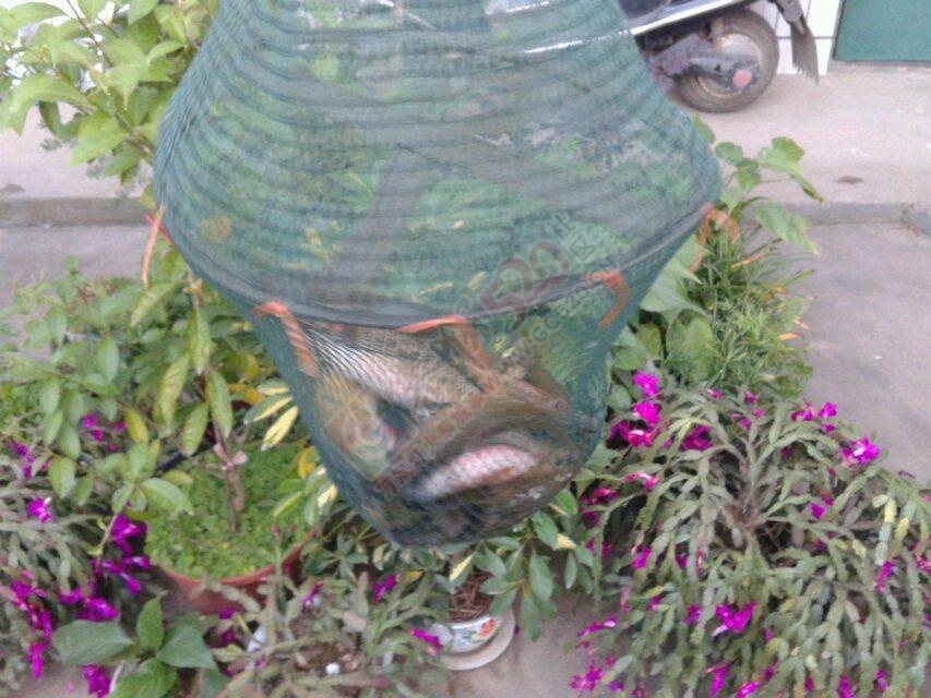 河里鱼 好卖！556 / 作者:罗少爷 / 帖子ID:106643