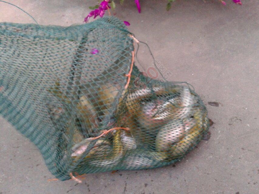 河里鱼 好卖！717 / 作者:罗少爷 / 帖子ID:106643