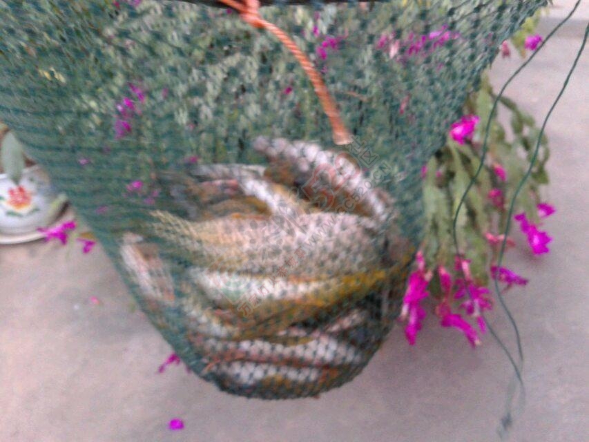 河里鱼 好卖！976 / 作者:罗少爷 / 帖子ID:106643