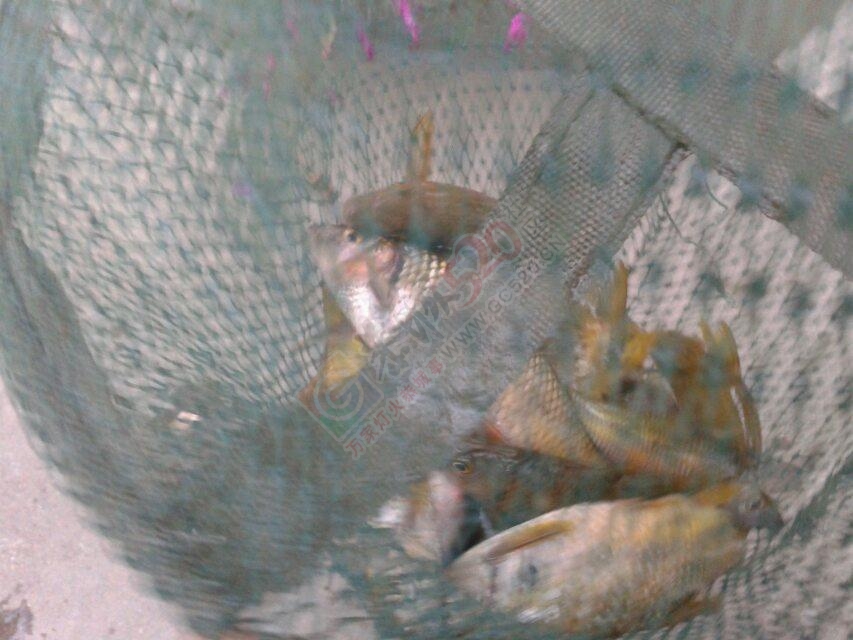 河里鱼 好卖！824 / 作者:罗少爷 / 帖子ID:106643