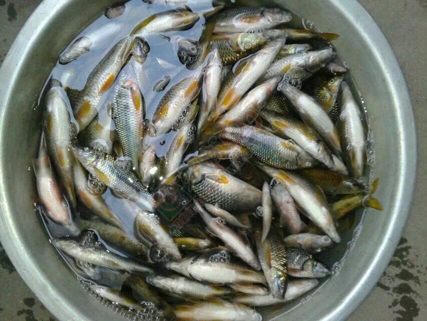 河里鱼 好卖！742 / 作者:罗少爷 / 帖子ID:106643