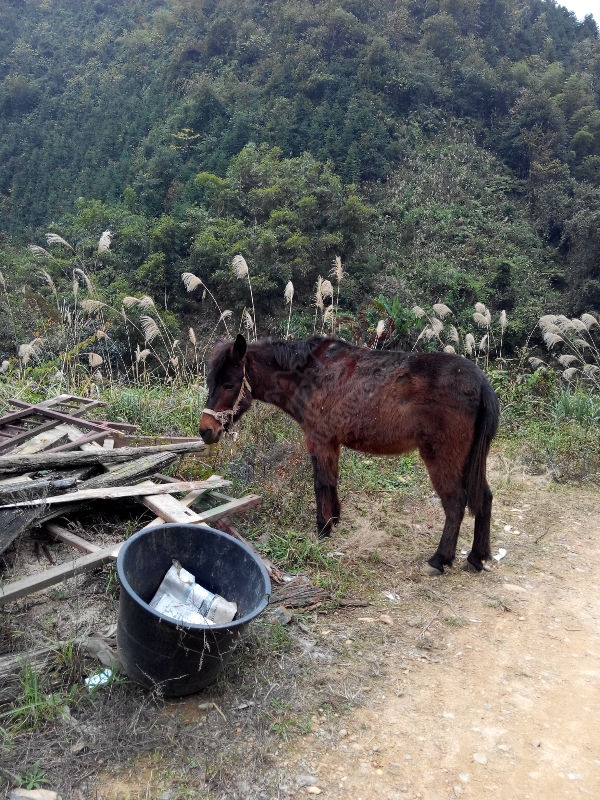 瑶山行996 / 作者:恭城无聊人 / 帖子ID:106743