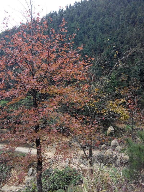 瑶山行78 / 作者:恭城无聊人 / 帖子ID:106743