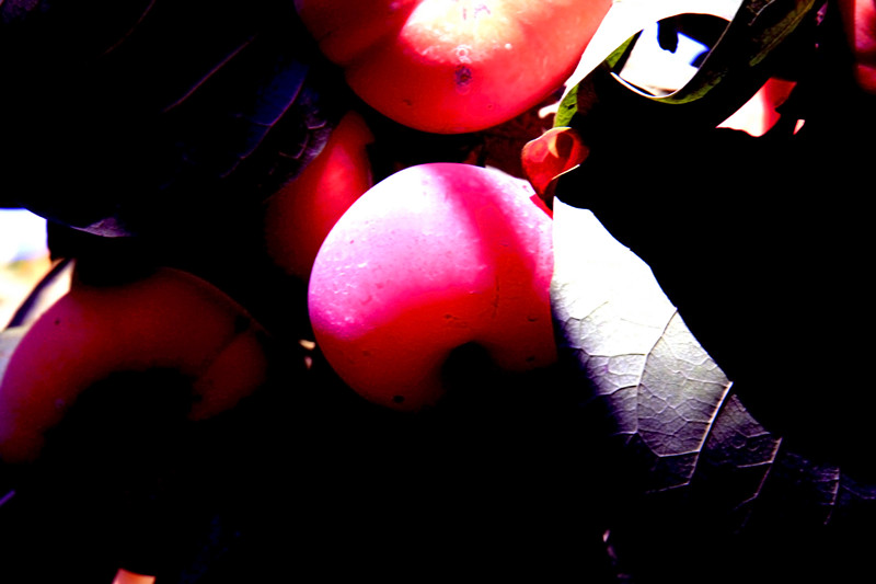 小品374 / 作者:瑶乡看兰 / 帖子ID:106764