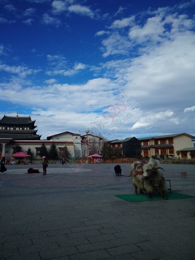 丽江-香格里拉649 / 作者:黑白年代 / 帖子ID:106806