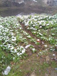 果然今天下了一点不大的雪……！539 / 作者:建筑19551213 / 帖子ID:106827