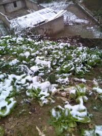 果然今天下了一点不大的雪……！539 / 作者:建筑19551213 / 帖子ID:106827